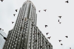 birds flying near building