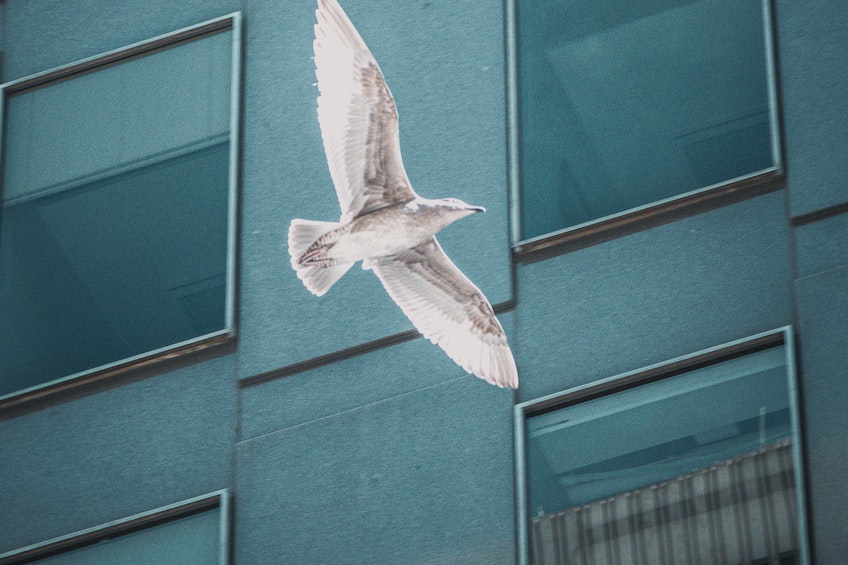 bird flying past window